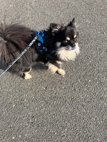 Customer photo review of FunFunPet 高機能ハーネス（お名前タグ作成サービス付き）