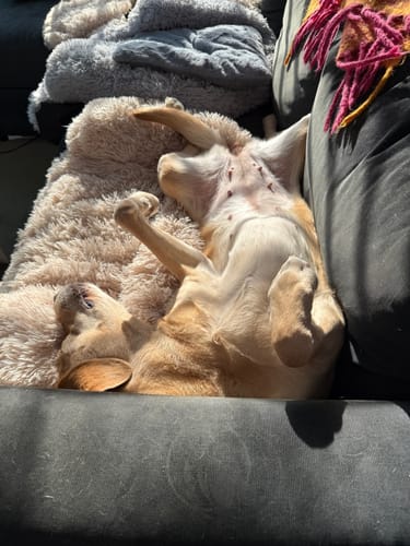 Customer photo review of CalmCouch - Motverkar ångest & skyddar din soffa