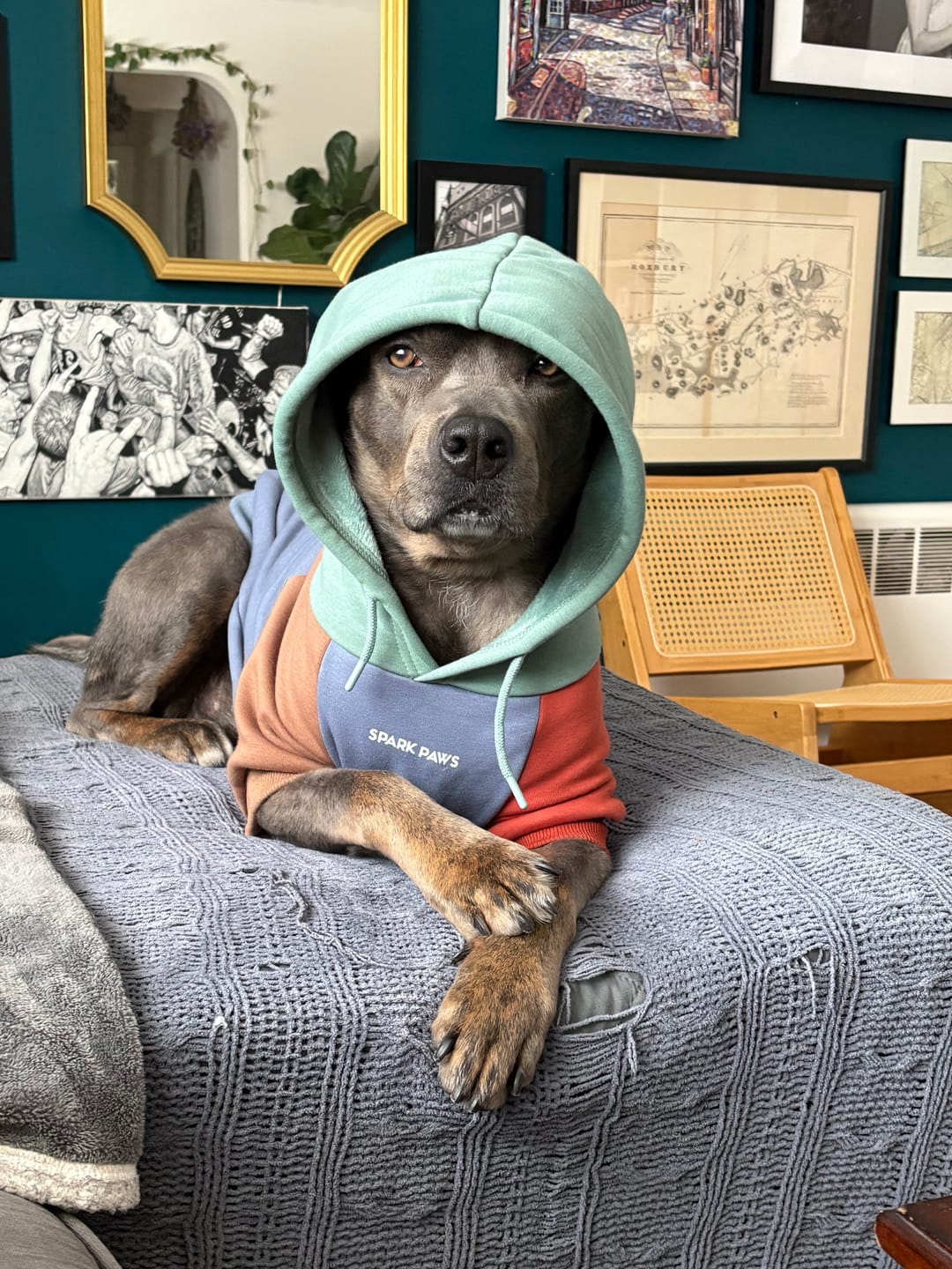 Customer photo review of Alpine Dog Hoodie