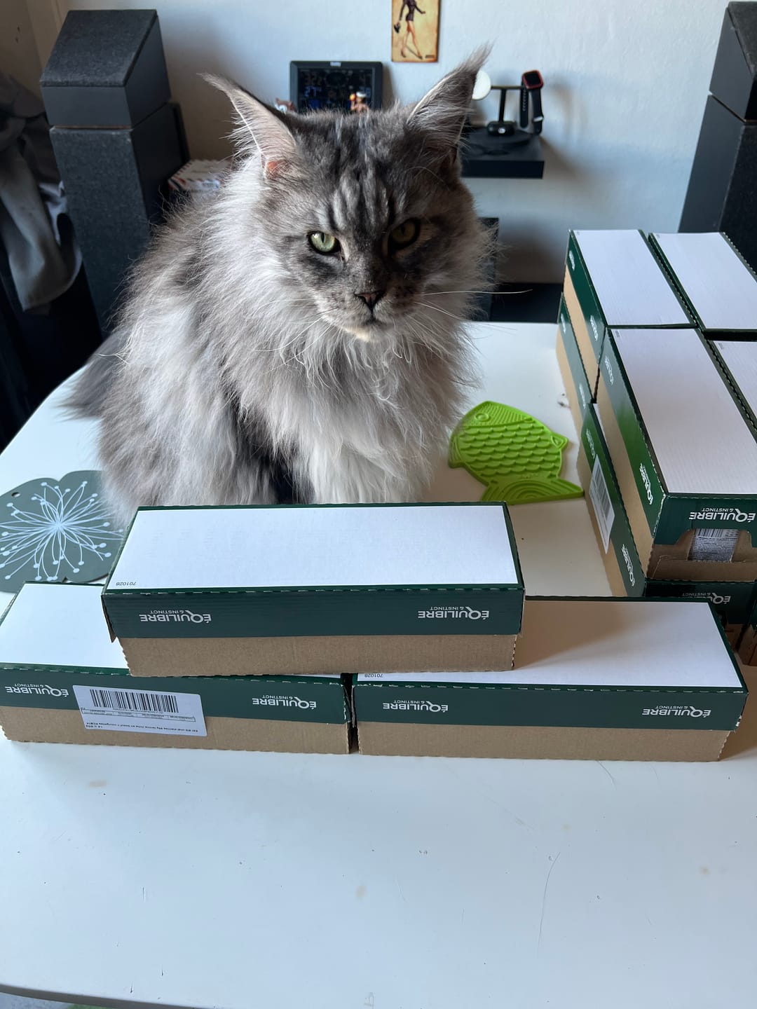 Customer photo review of Pâtées riches en bœuf & aux courgettes (Chat stérilisé et Chat adulte)