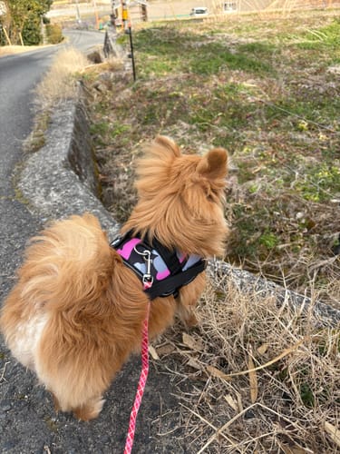 Customer photo review of FunFunPet 高機能ハーネス（お名前タグ作成サービス付き）