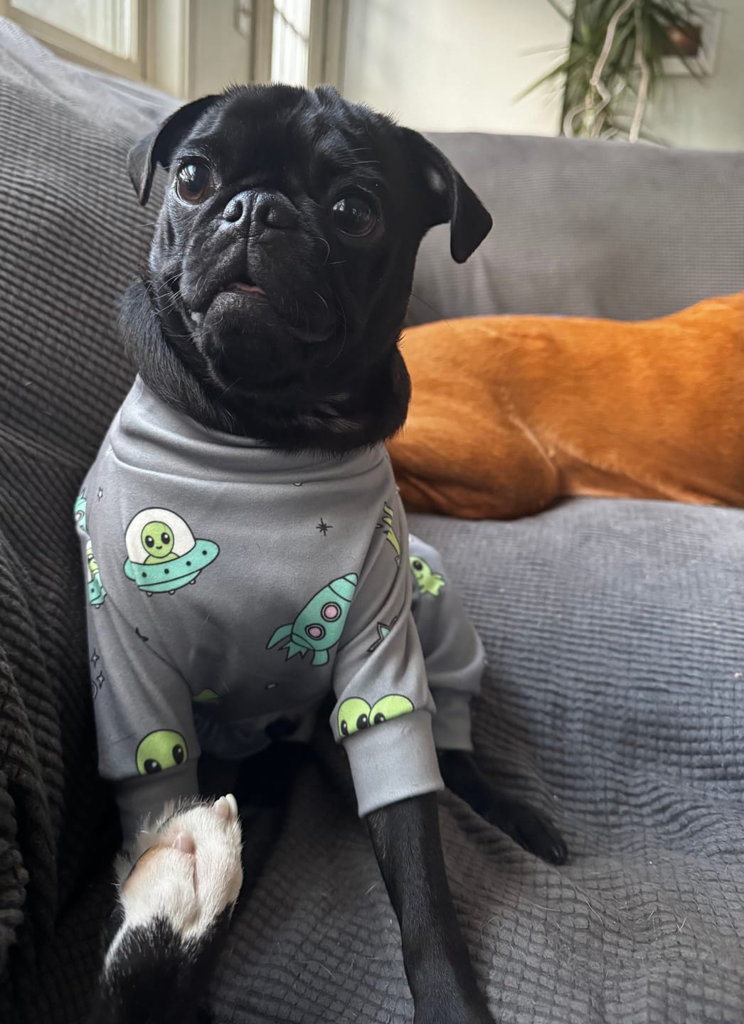 Customer photo review of Dog Pajama Prints