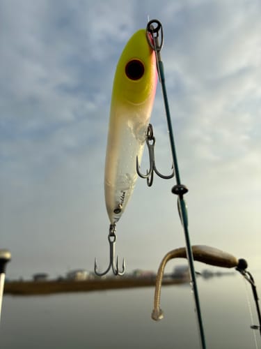 Close-up of a reviewer's yellow and white Poncho Popper lure on a fishing line over the water.