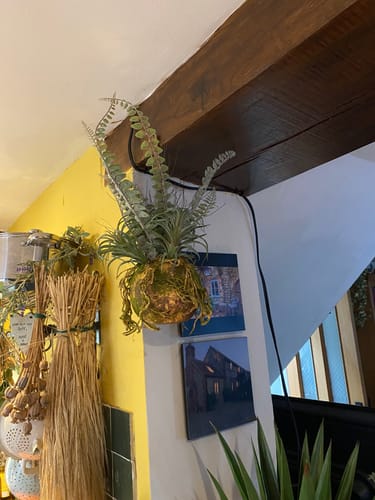 Customer photo review of Faux Hanging Moss Ball with Ferns