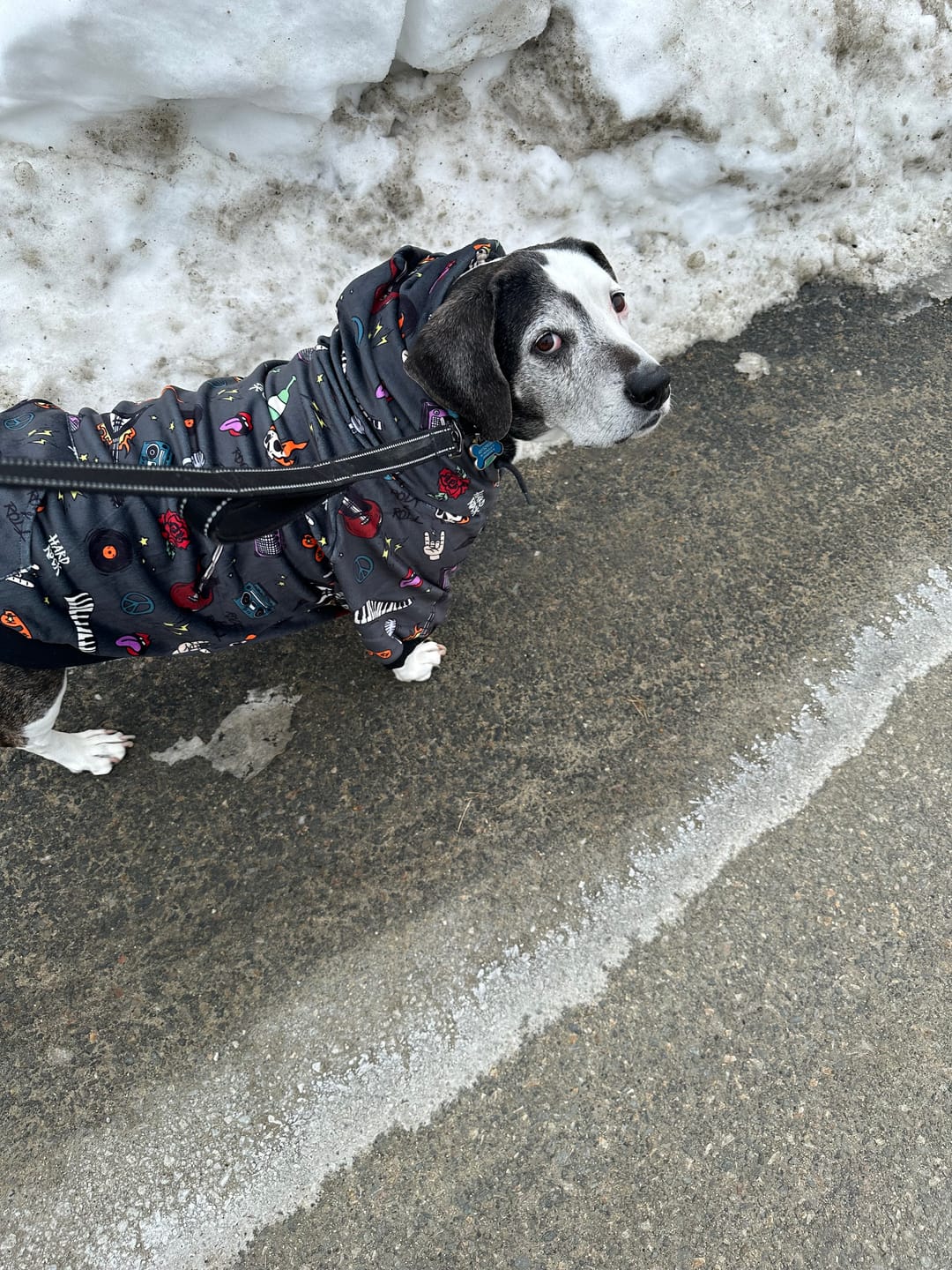 Customer photo review of Rock and Roll Dog Hoodie