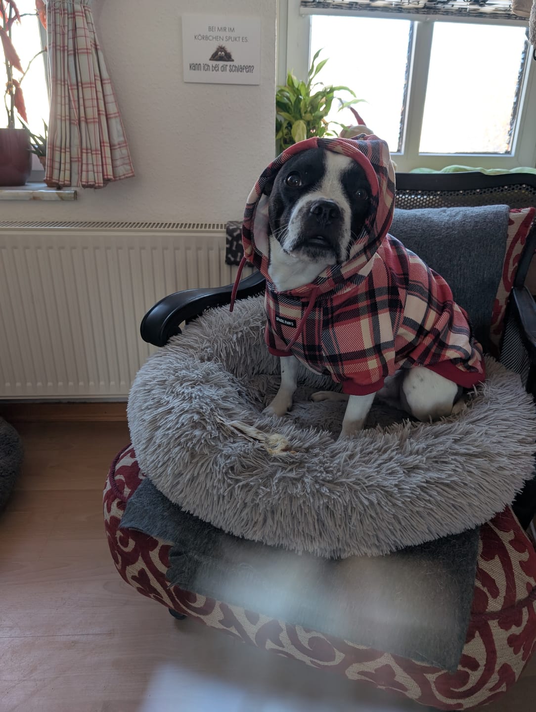 Customer photo review of Red Plaid Dog Hoodie