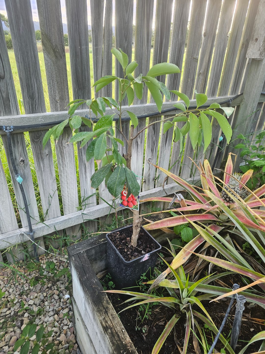 Customer photo review of Semi Dwarf Lychee - Baitayang
