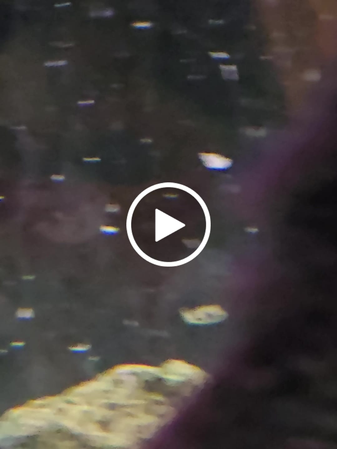 Customer video review of Dwarf Pea Puffer (Carinotetraodon travancoricus), Tank-Bred