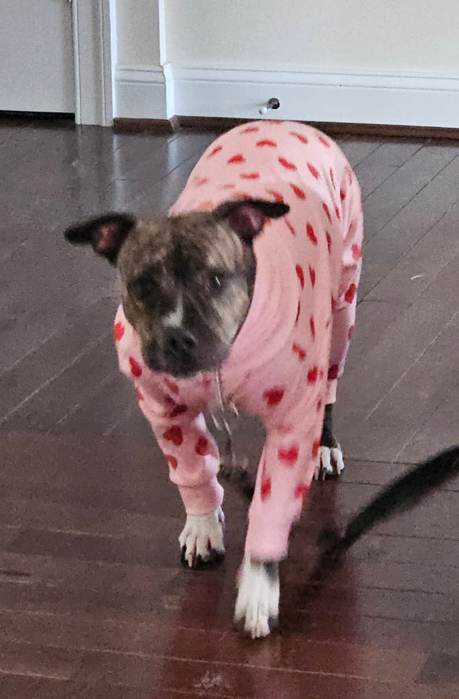 Customer photo review of Dog Pajama - Pink Hearts