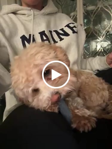 Customer video review of Blueberry Yak Chews