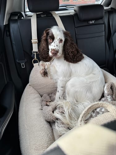 Customer photo review of Hazelnut | The Cosy Car Seat