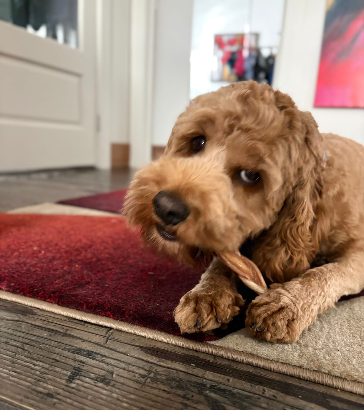 Customer photo review of 6 Inch Standard Braided Bully Stick