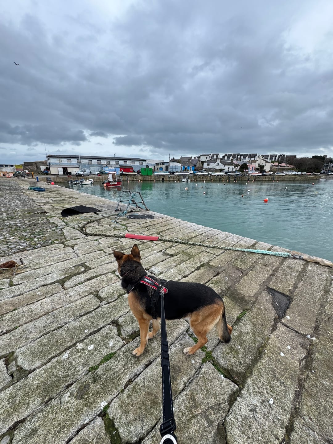Customer photo review of Reflective City Leash Traffic Grip