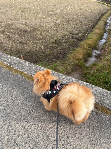 Customer photo review of FunFunPet 高機能ハーネス（お名前タグ作成サービス付き）