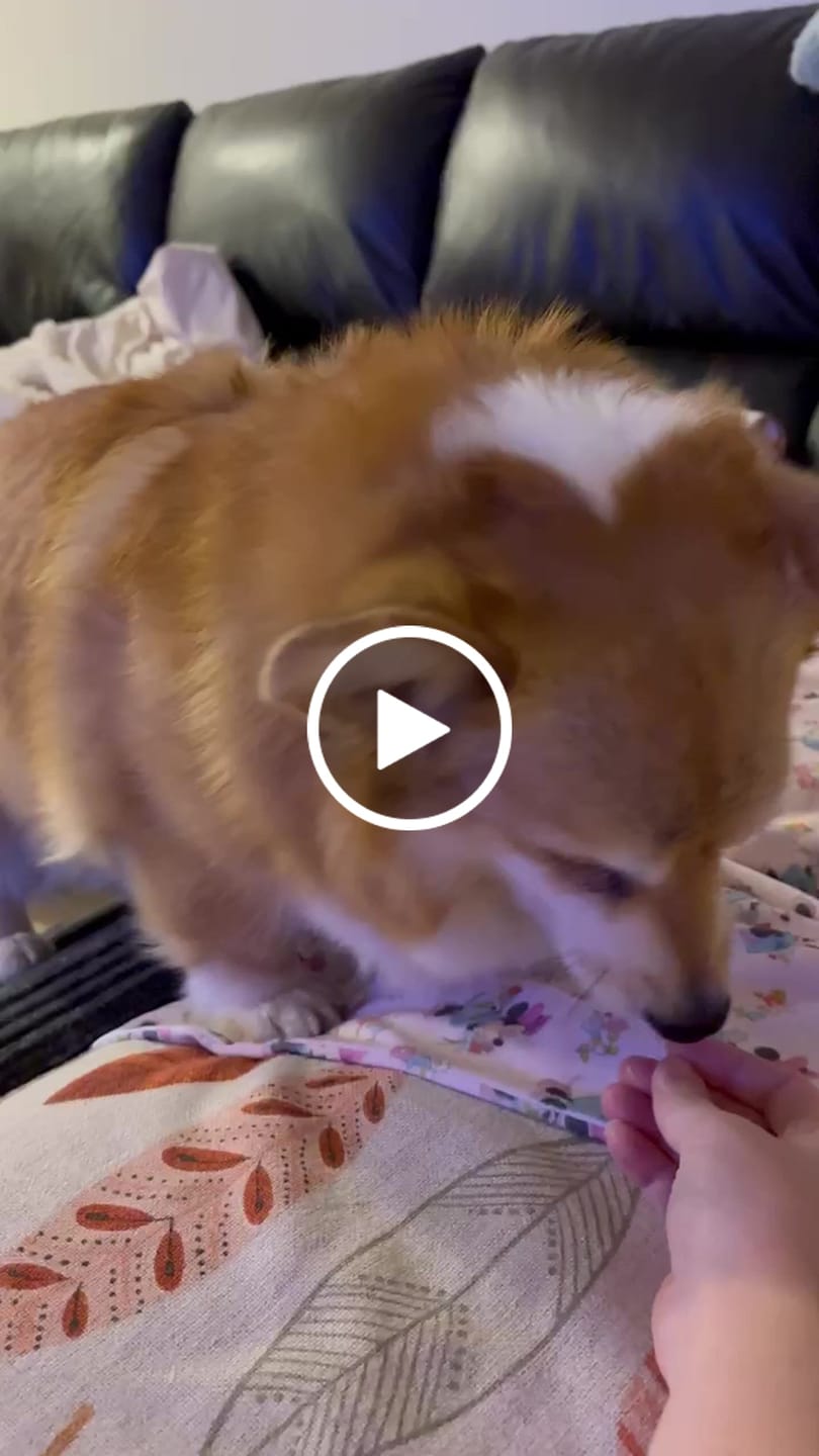 Customer video review of Adjustable Height Dog Ramp