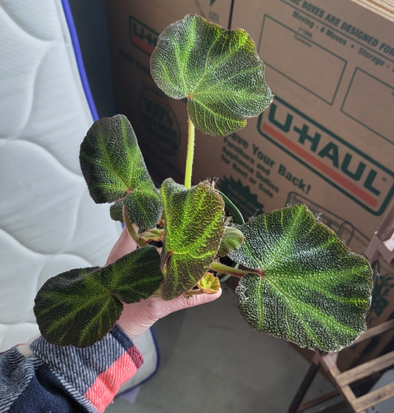 Customer photo review of Begonia soli-mutata