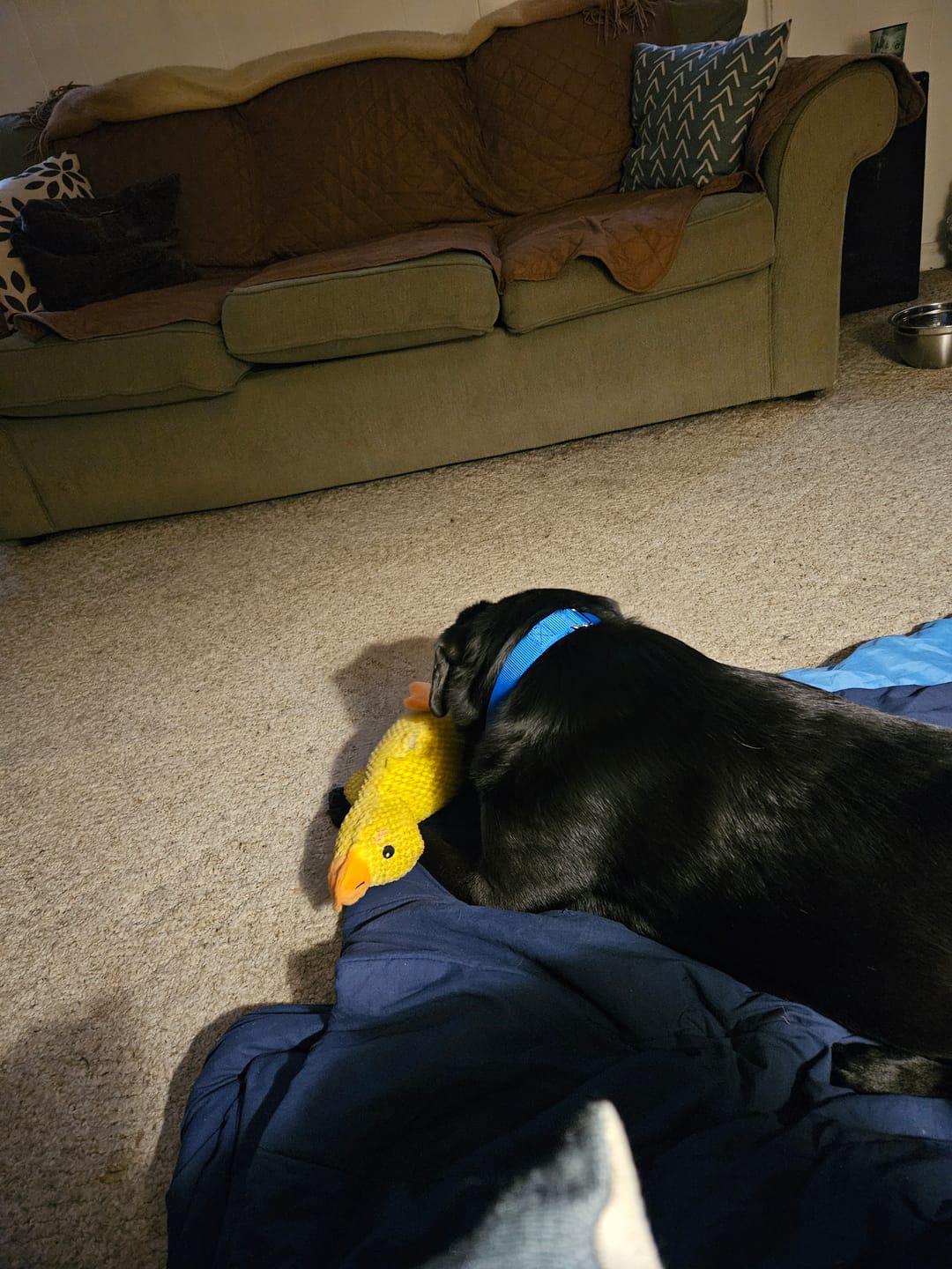 Customer photo review of [BEST SELLER] Calming Duck Dog Toy