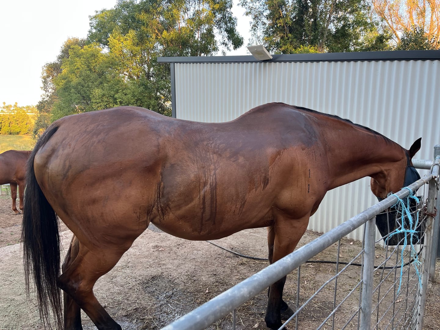 Customer photo review of Digestive EQ