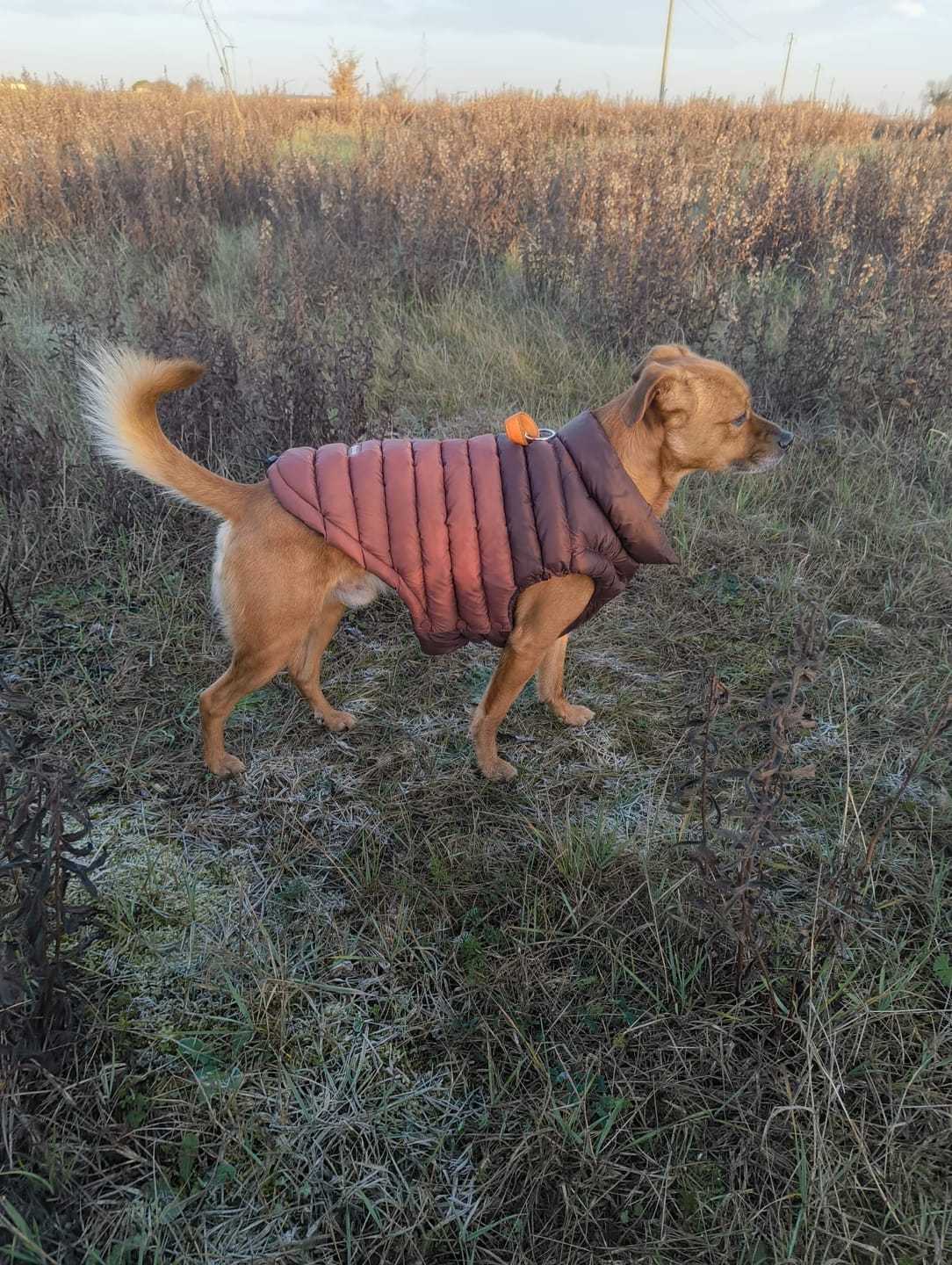 Customer photo review of PuffShield Winter Jacket - Brown