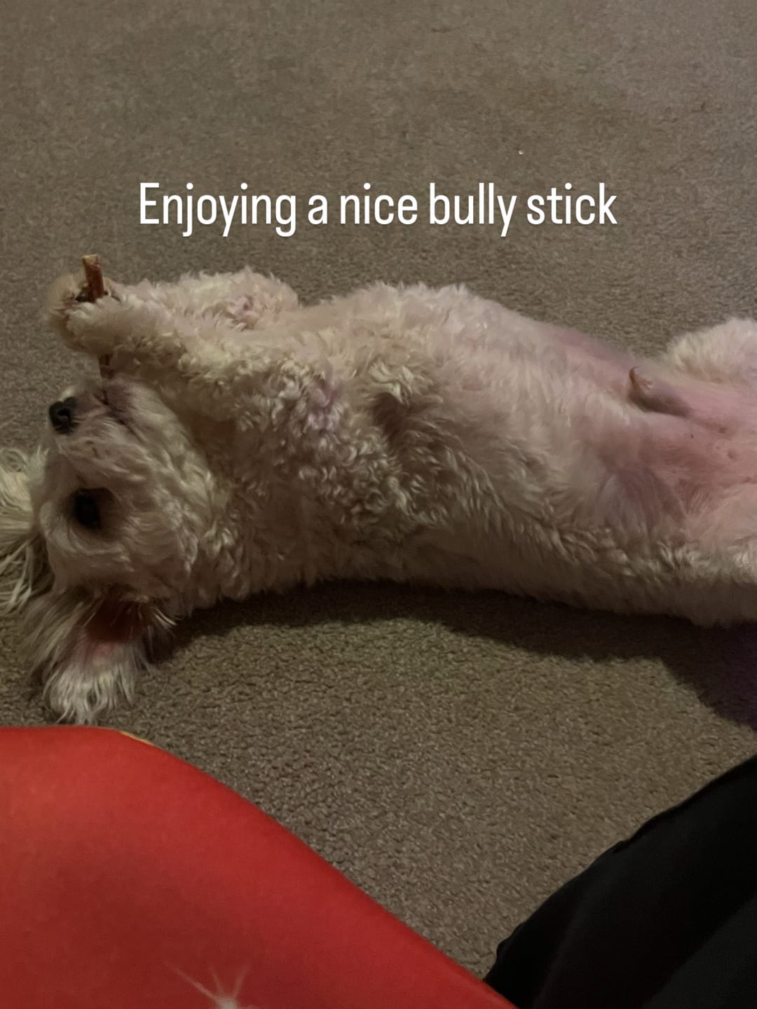 Customer photo review of Australian Beef Bully Sticks 8"