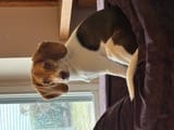 Customer's tri-color dog, mentioned in the review for the Coconut Yak Chews, peeking from behind furniture.