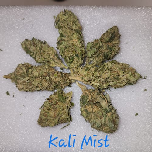 Customer photo review of Bulk THCA Flower Pounds