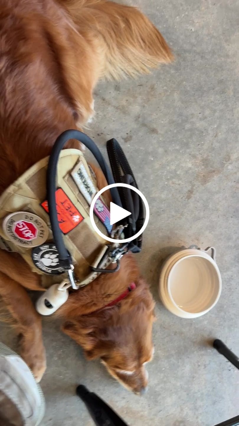 Customer video review of Classic Heavy-Duty Tactical No-Pull Team K9™ Dog Harness With Front & Back D-Rings, Quick-Release Metal-Buckles, Hook & Loop Panels, & Top Handle