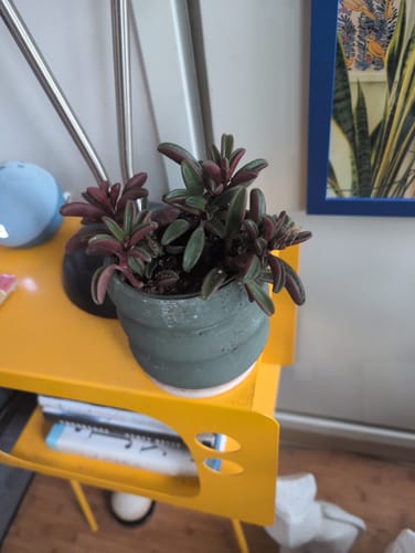 Customer's healthy Ruby Glow plant in a grey pot on a yellow shelf.