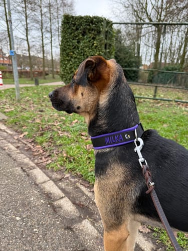 Customer photo review of Neoprene Dog Collar with Name - M | 4Kyon