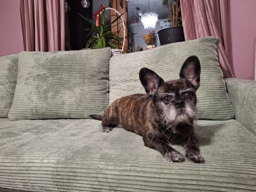 Customer photo review of Kanapa NEO BP sztruks