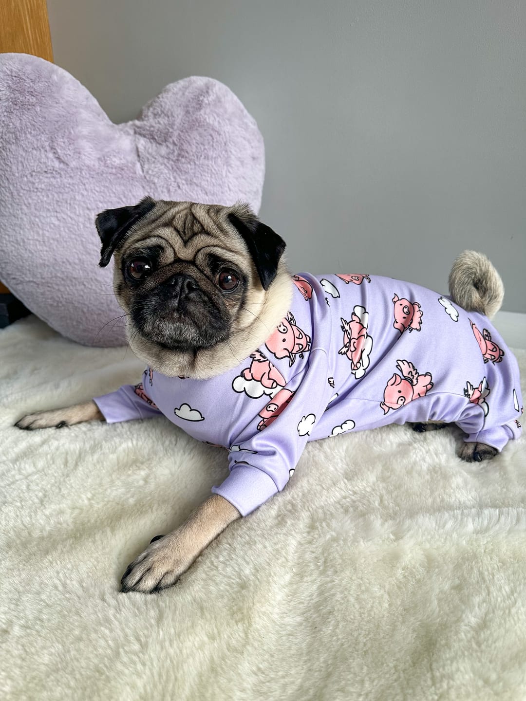 Customer photo review of Dog Pajama - When Pigs Fly