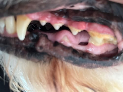 Nahaufnahme: Die Zähne des Hundes eines Kunden mit sichtbarem Zahnstein bei Verwendung von Fresh Smile.