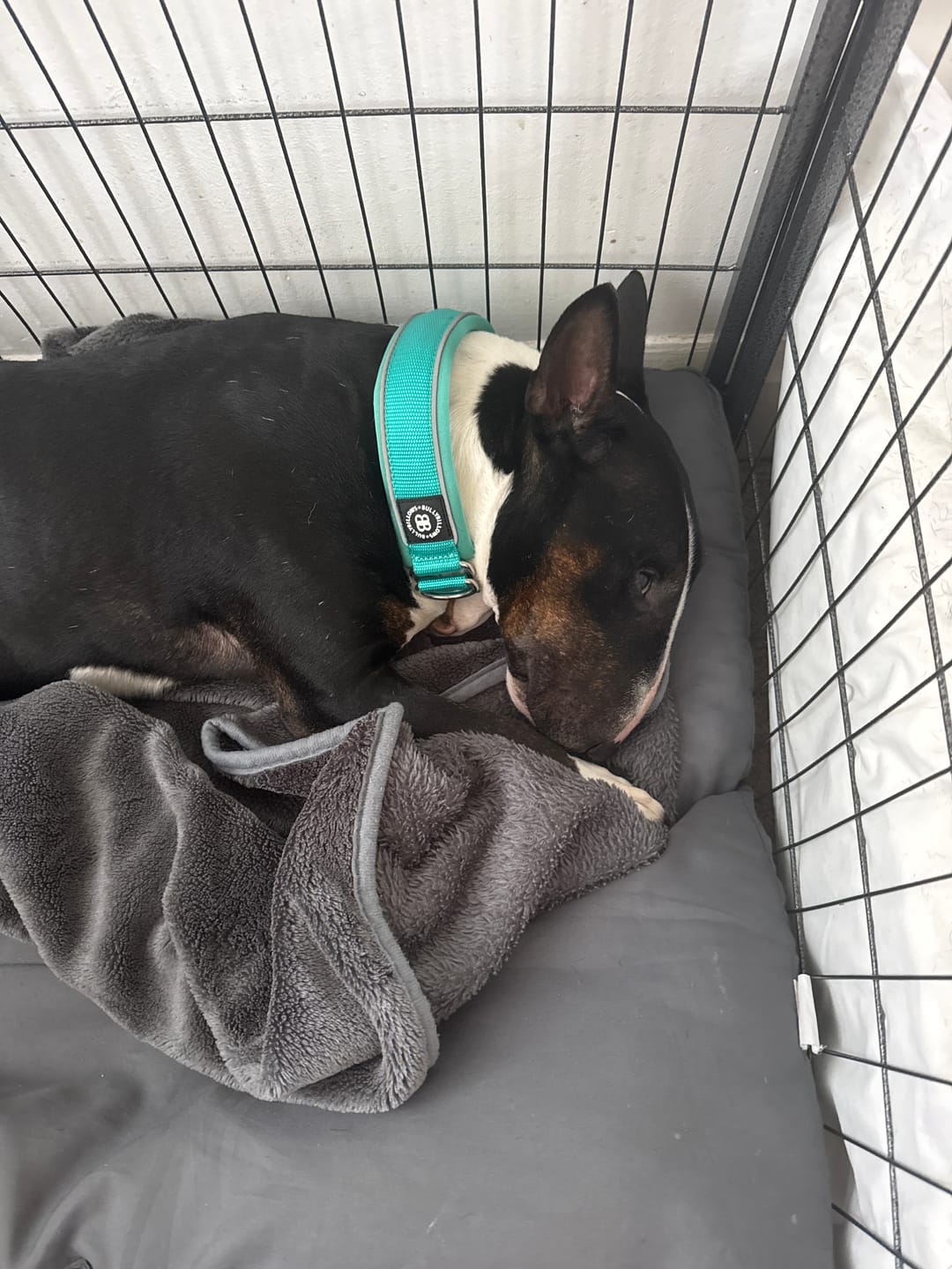 Customer photo review of 4cm Slip on Collar | Foam Padded - Turquoise