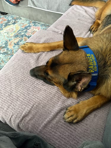 Customer photo review of Blue Bully Proof Collar