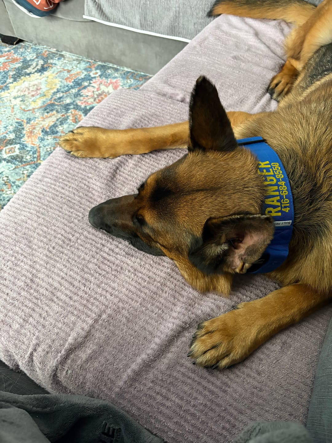 Customer photo review of Blue Bully Proof Collar