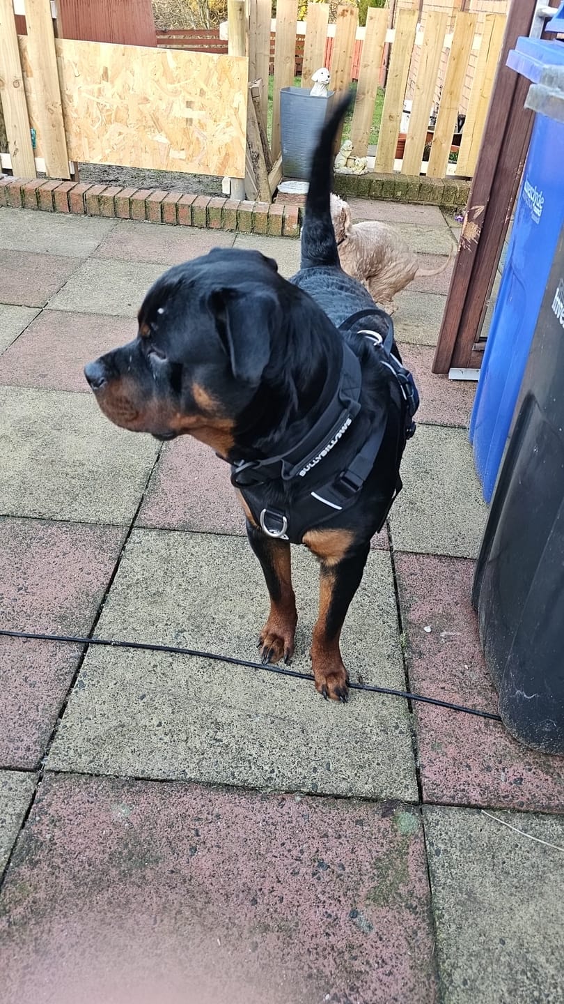 Customer photo review of Muzzle | Flexi & Legal Requirement - S-XL Breeds - Black