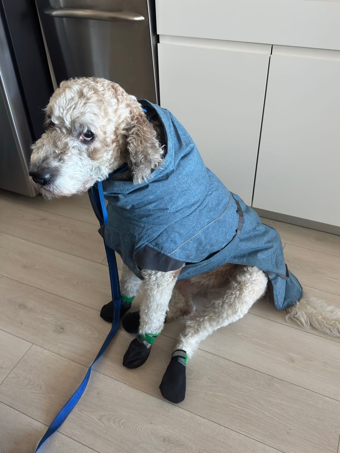 Customer photo review of The Shortie All Season Dog Shoes / Boots