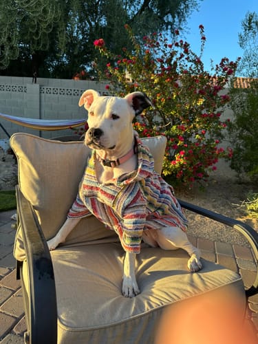 Customer photo review of Playa Poncho – Parrotfish