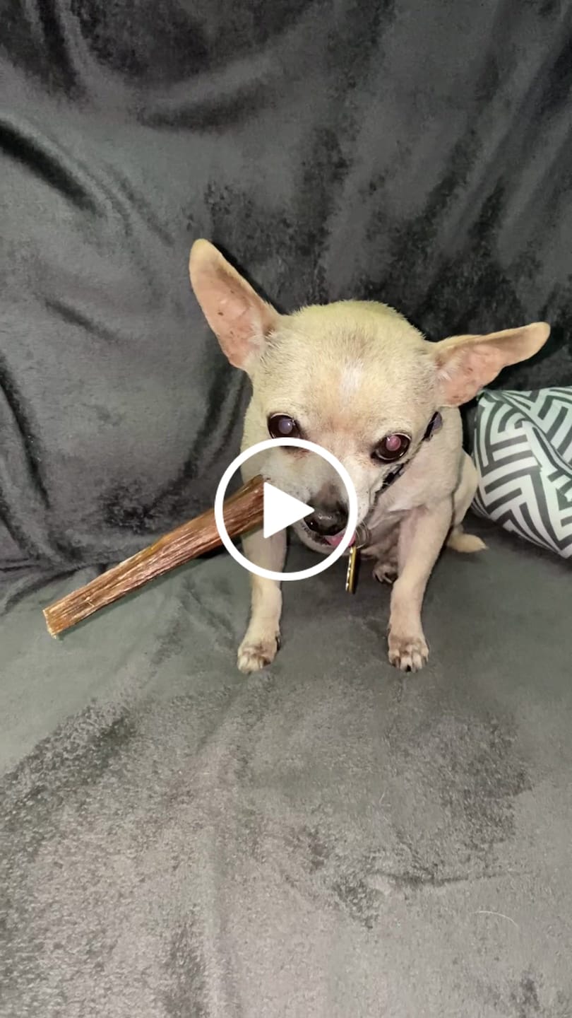 Customer video review of Beef Gullet Jerky Sticks 6"