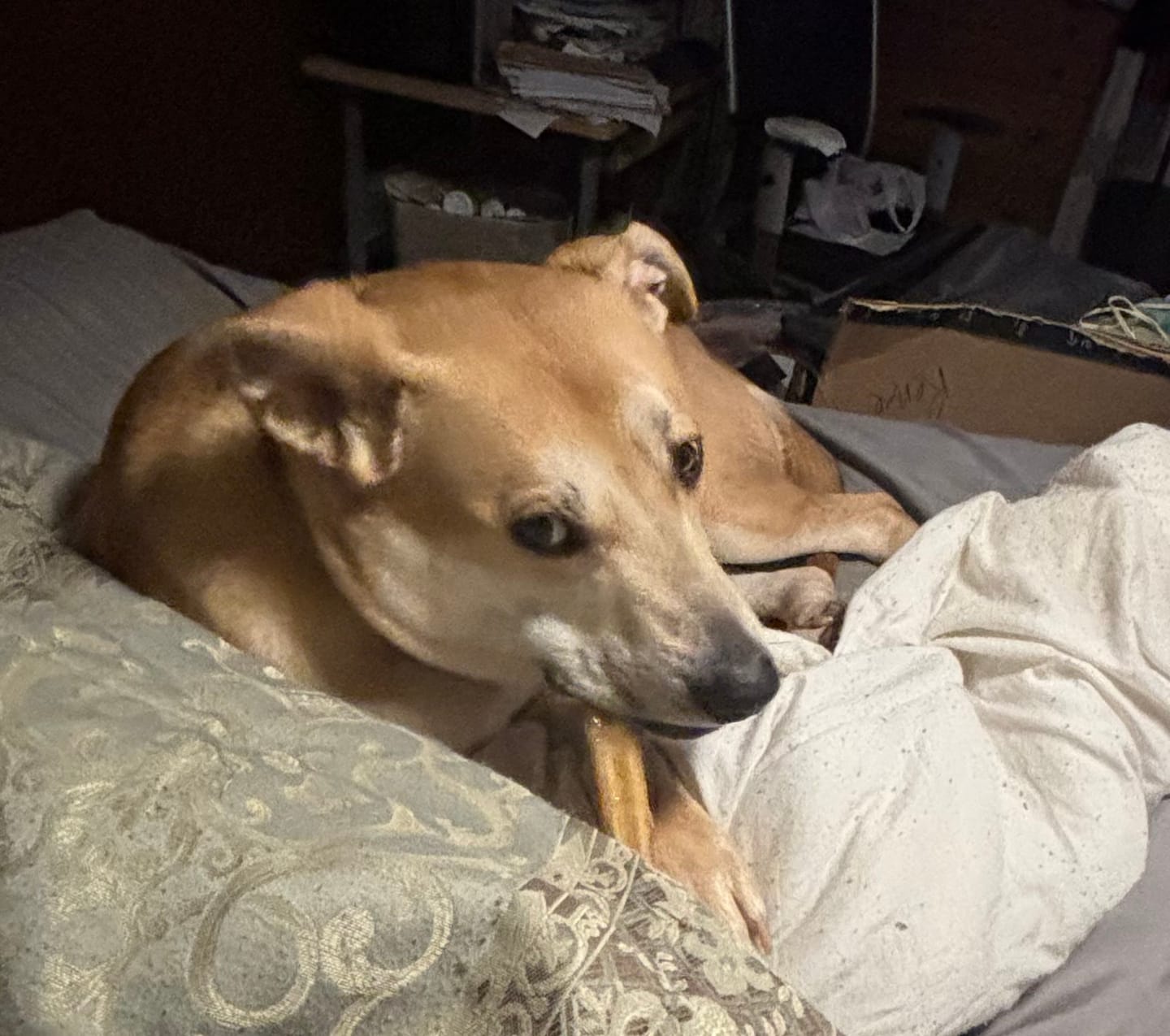 Customer photo review of 12 Inch Standard Bully Stick