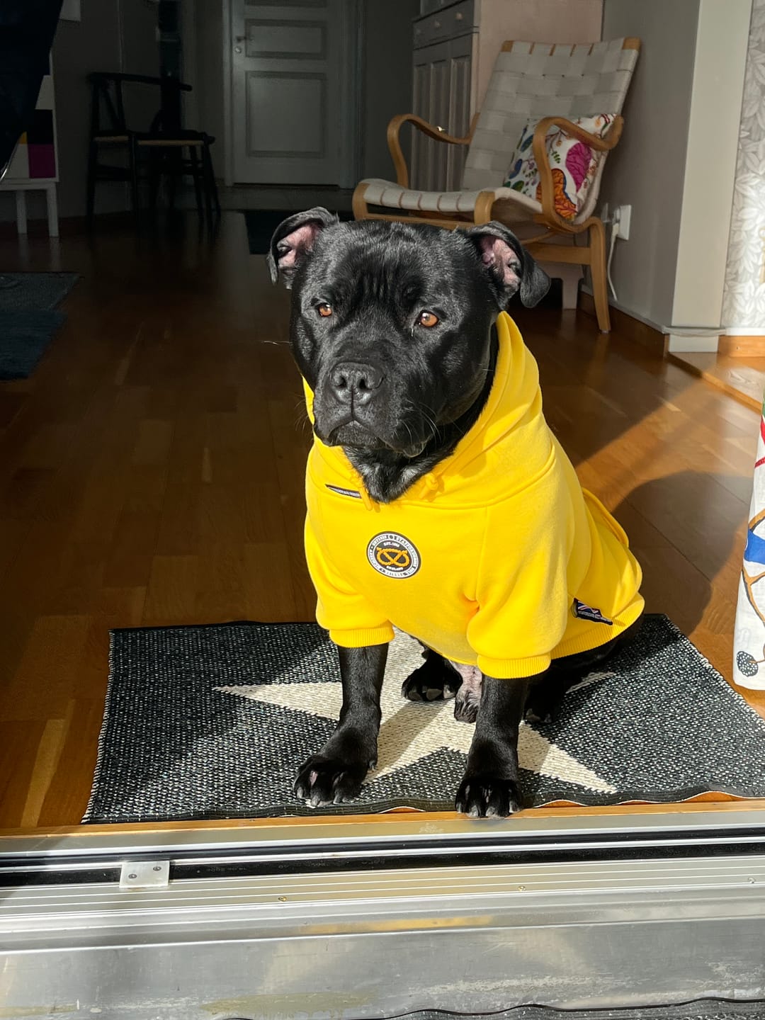 Customer photo review of Staffordshire Bull Terrier 1935® Hoodies - Yellow
