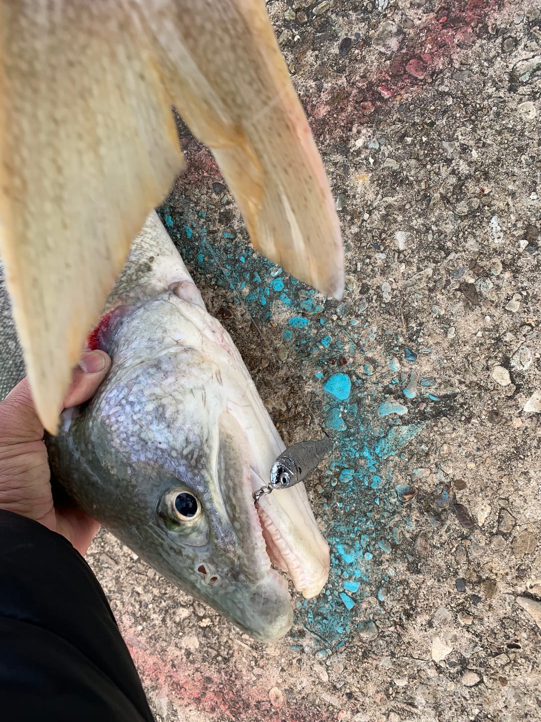 Customer photo review of Peanut Bunker STINGNOSE™ Jigging Spoons