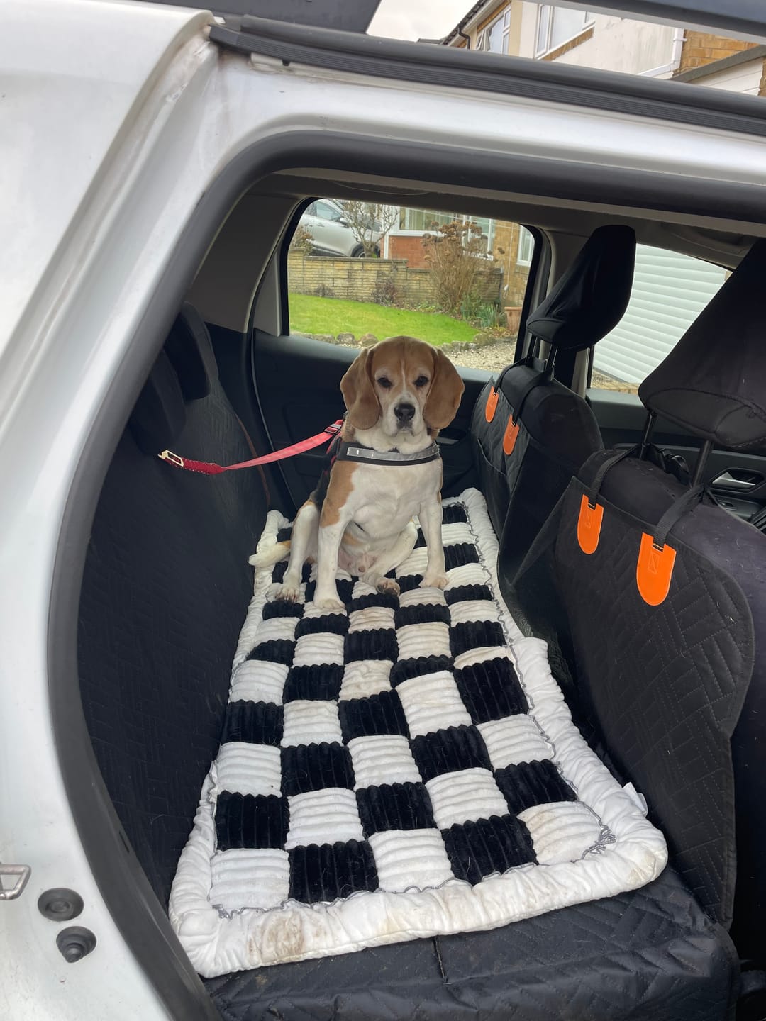 Customer photo review of The Guardian - Dog Seat Cover
