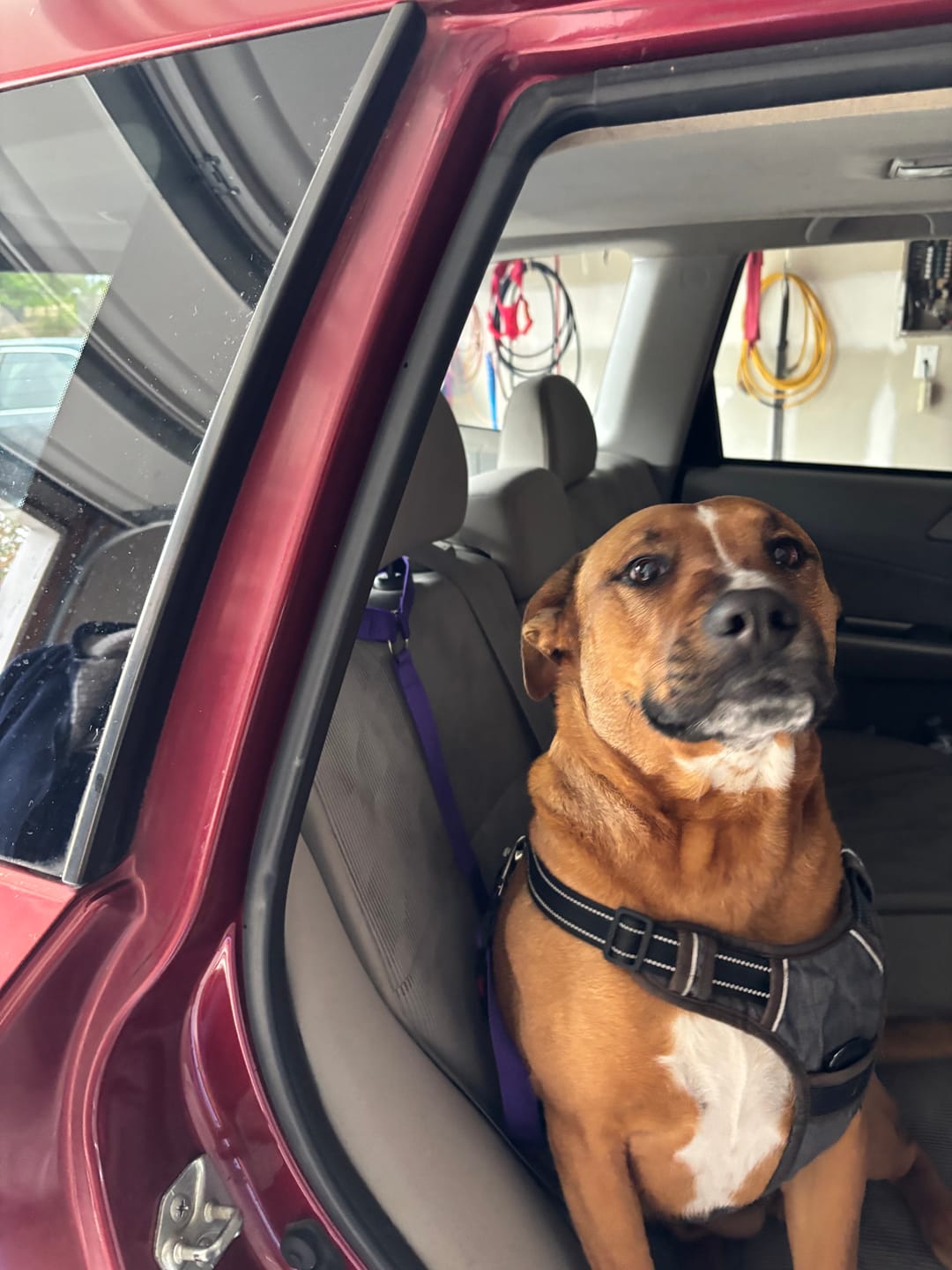 Customer photo review of 2 Pack Headrest Car Dog Safety Seatbelt
