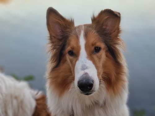 Rezensent zeigt seinen Hund mit langem, glänzendem Fell nach der Einnahme von Lachsöl.