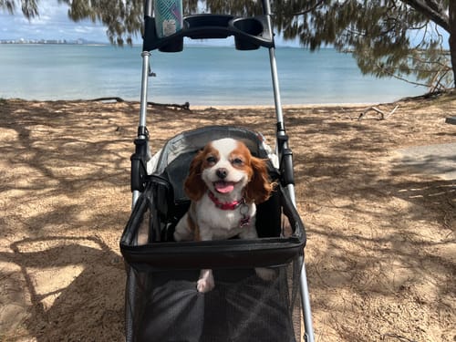 Customer's happy dog sitting in the black pet stroller on a sandy beach with the ocean behind.