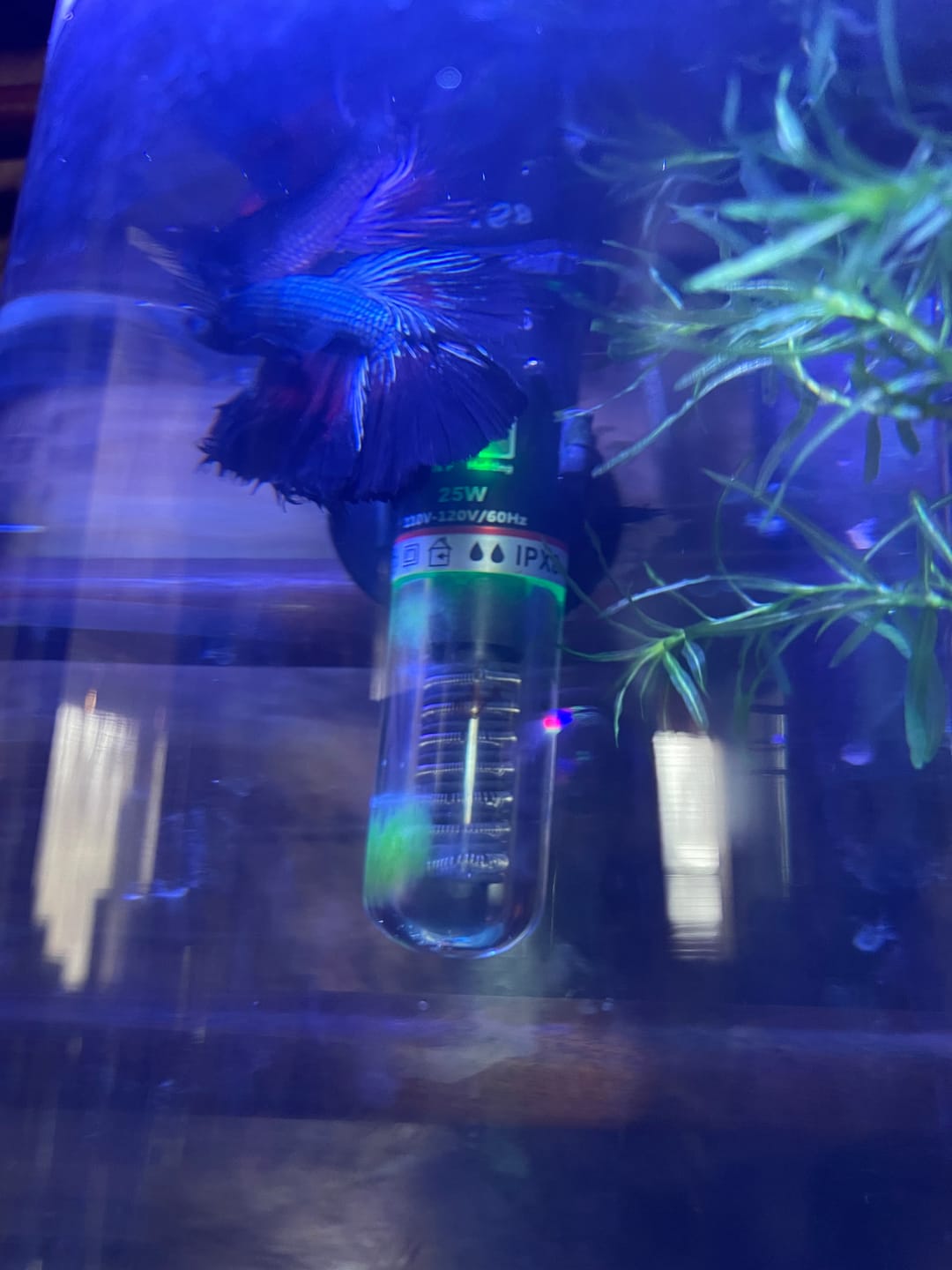 Customer photo review of Black Copper Halfmoon Male Betta Fish