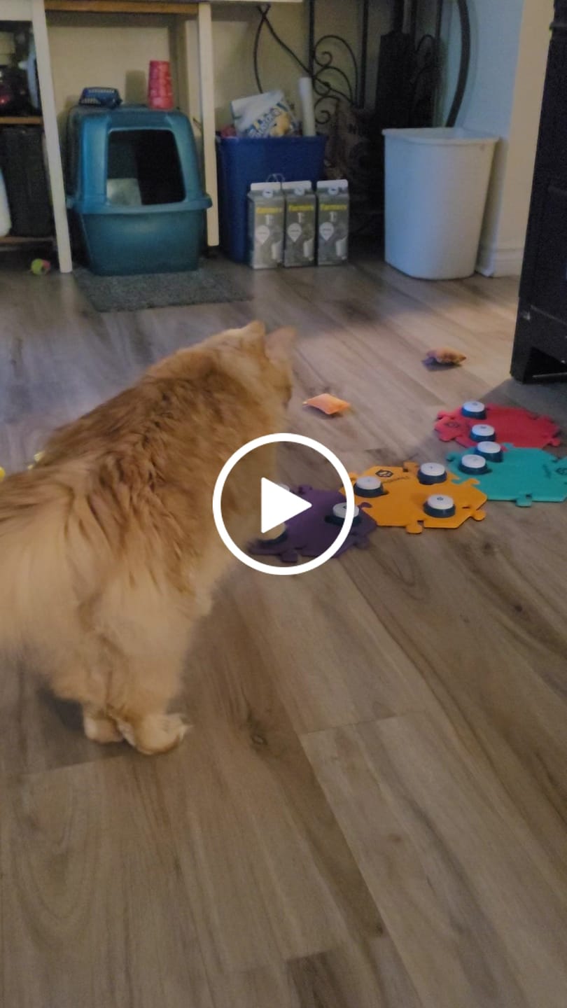 Customer video review of Speak Up! Button