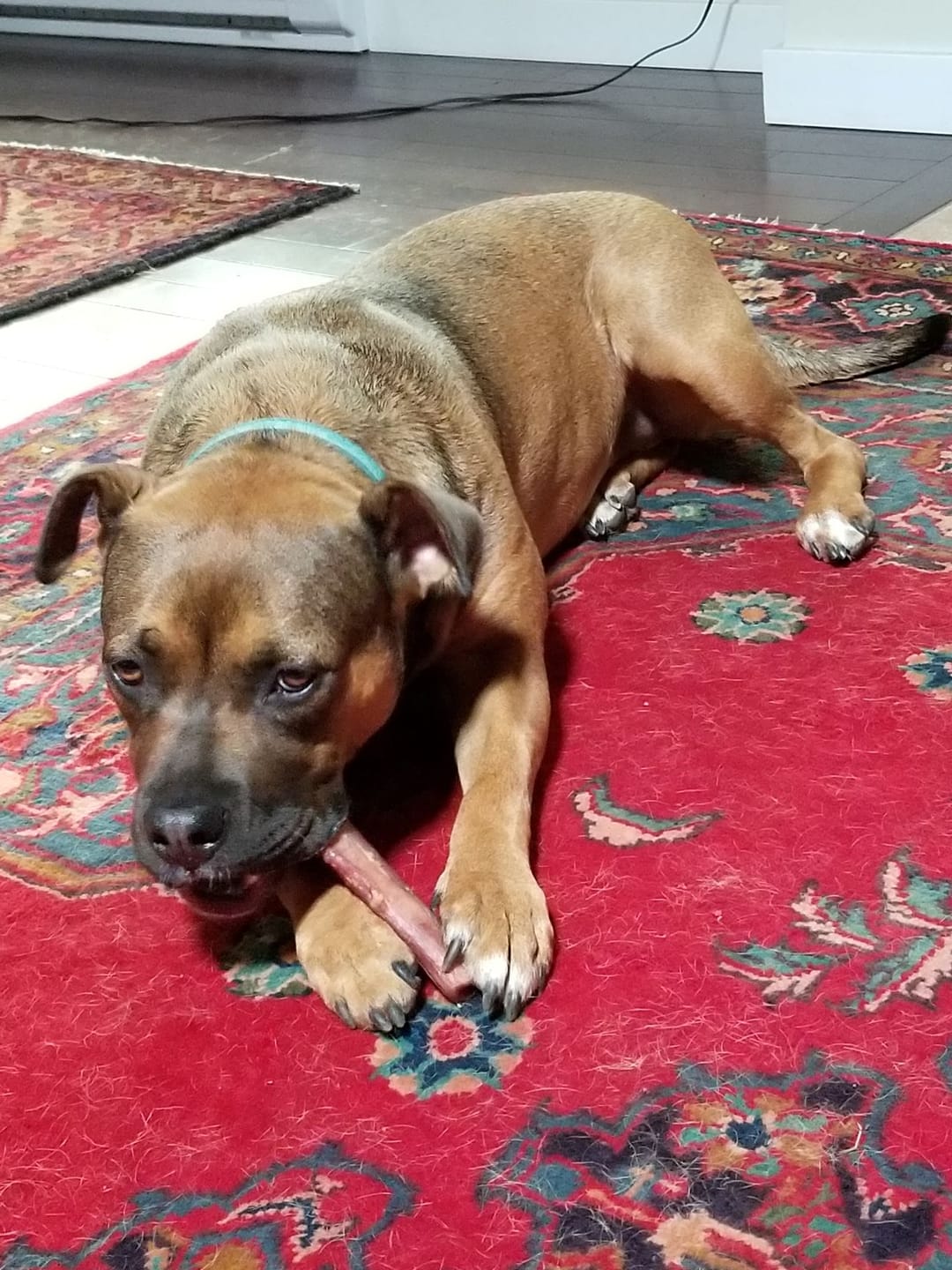 Customer photo review of 6 Inch Jumbo Bully Stick