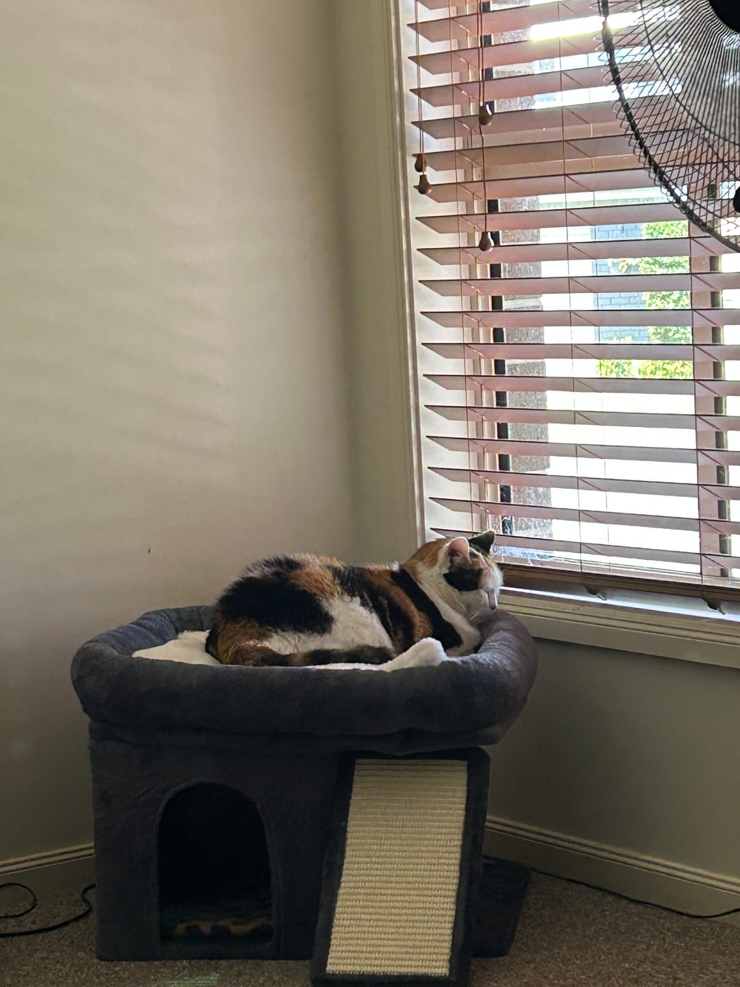 Customer photo review of Cat Tree Tower Big Perch Bed Large Condo House Scratcher Removable Soft Mat